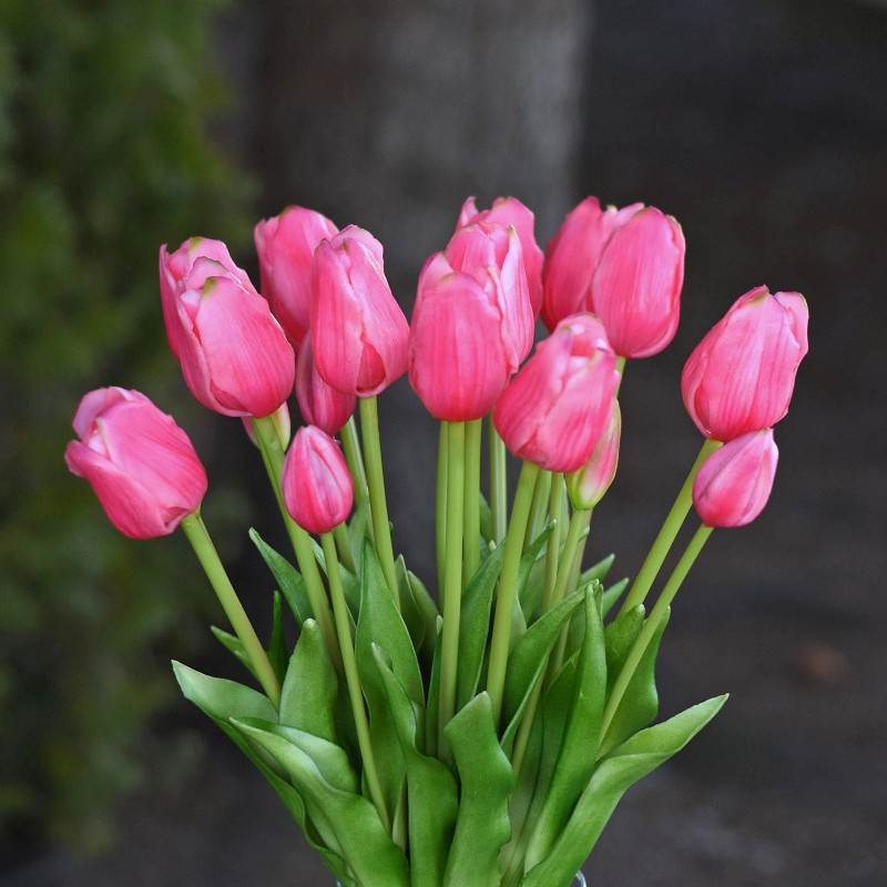 Bukiet tulipanów x 5 - RÓŻ....