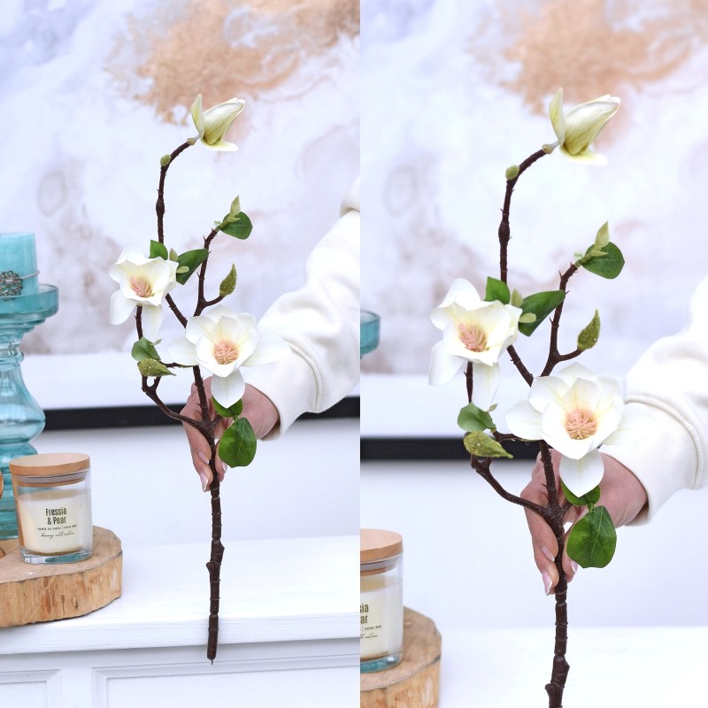 Magnolia gumowa BIEL/KREM 55cm