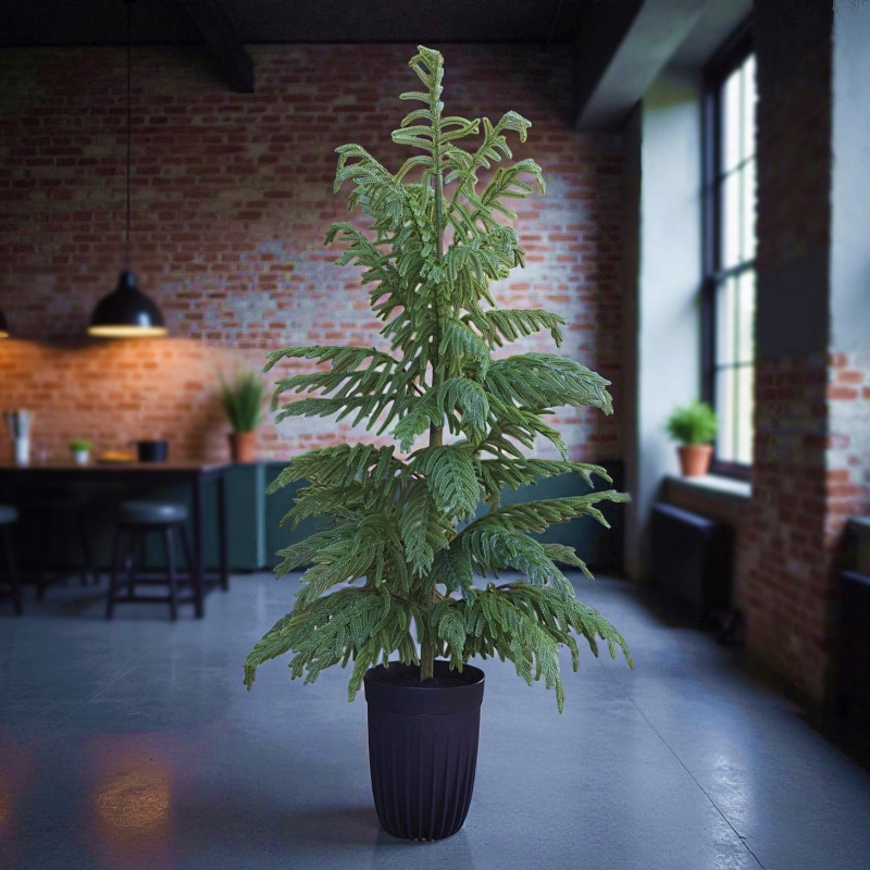 CHOINKA  SOSNA NORFOLK  130CM